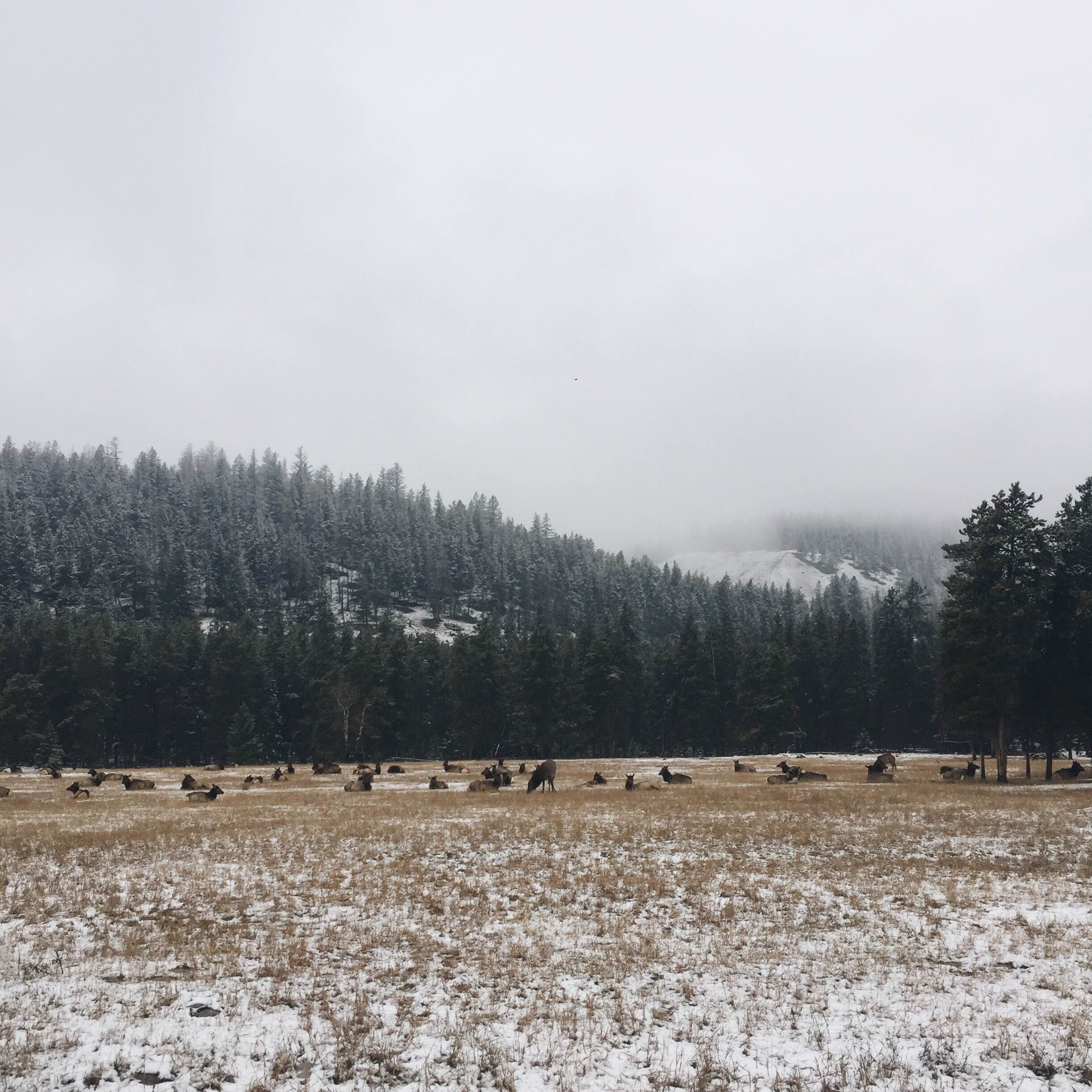 wildlife in Jasper National Park