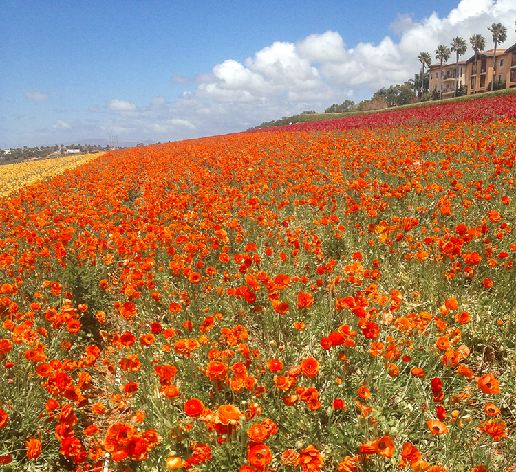 another field of flowers