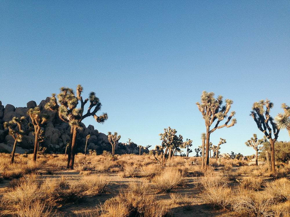 Joshua Tree National Park in Southern California