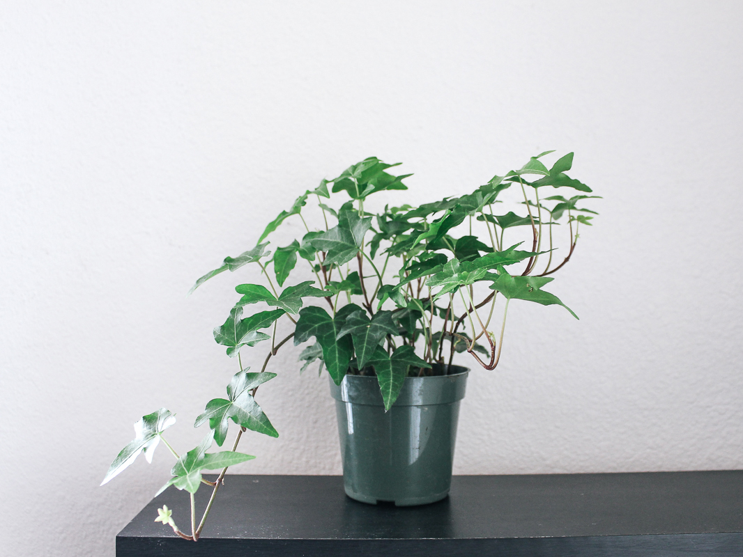 eco-friendly-houseplant-english-ivy