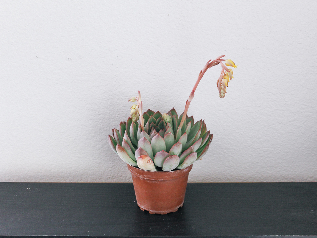 eco-friendly-houseplant-spider-plant-echeveria-peacockii