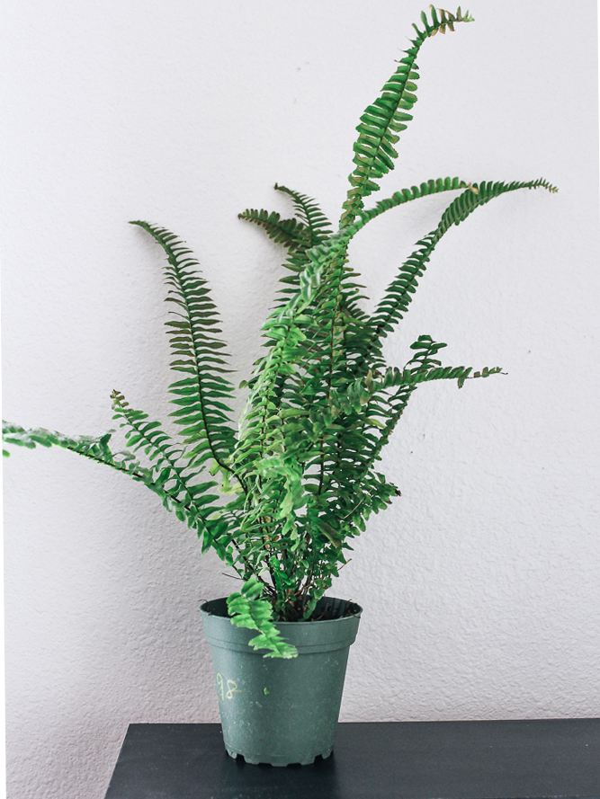 eco-friendly-houseplant-boston-fern