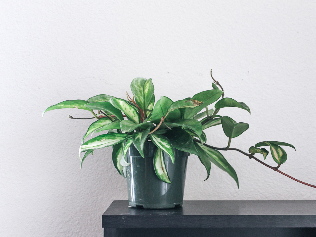 eco-friendly-houseplant-hoya-carnosa