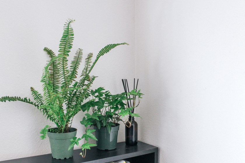 Houseplants on a bookcase
