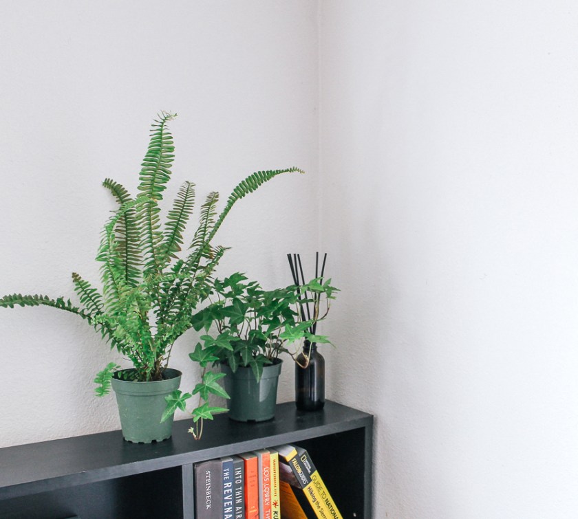 Houseplants on a bookcase