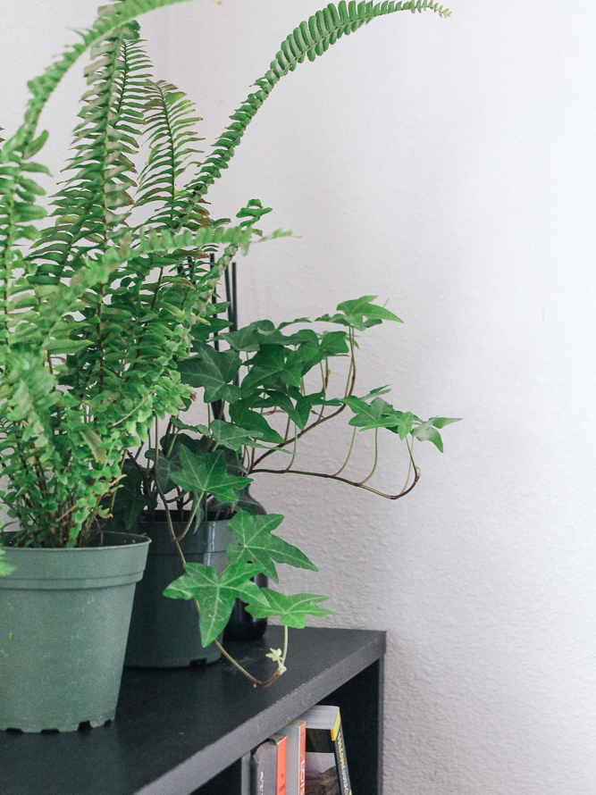 eco-friendly-houseplant-home-space