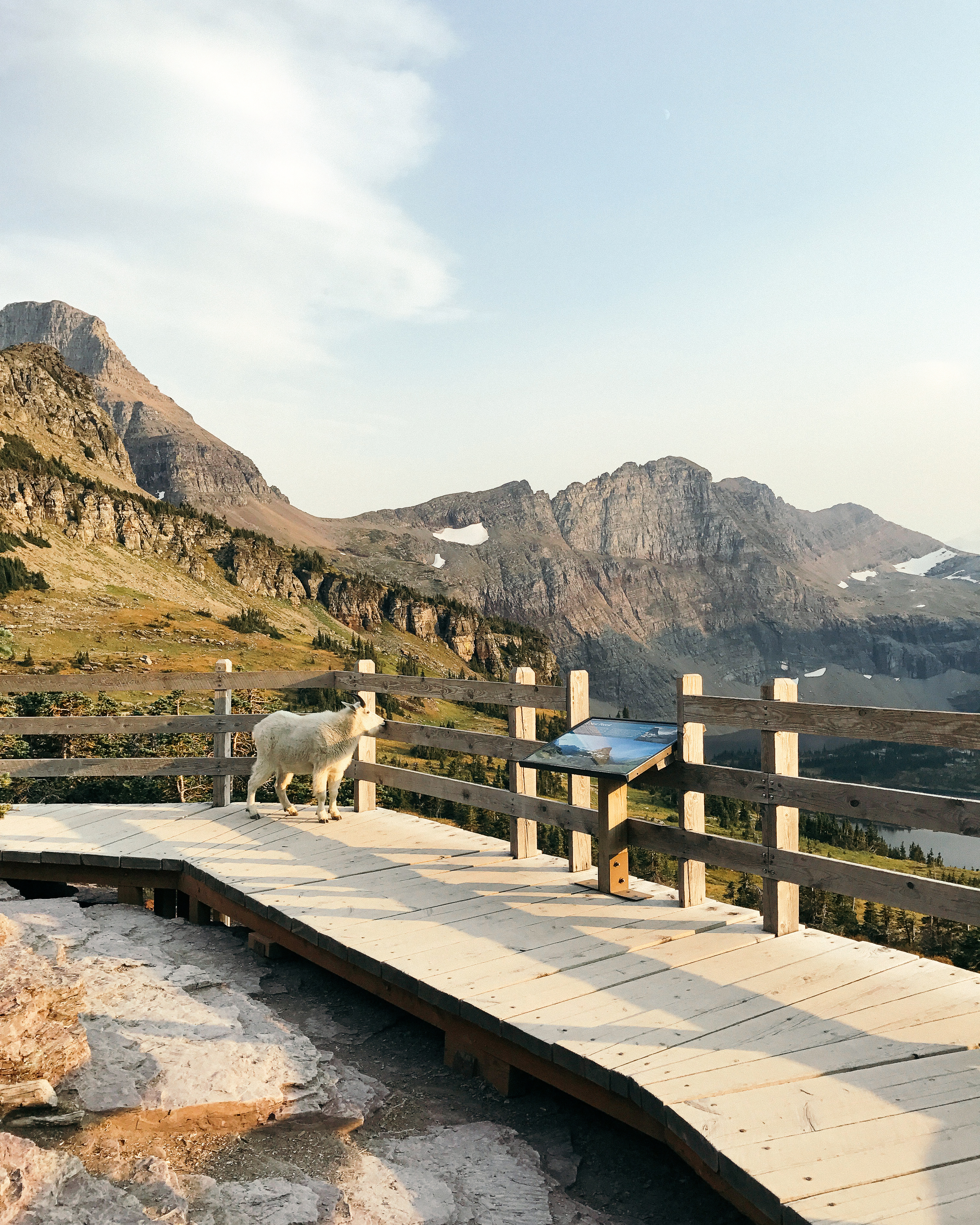 Mountain goat at Hidden Lake Overlook