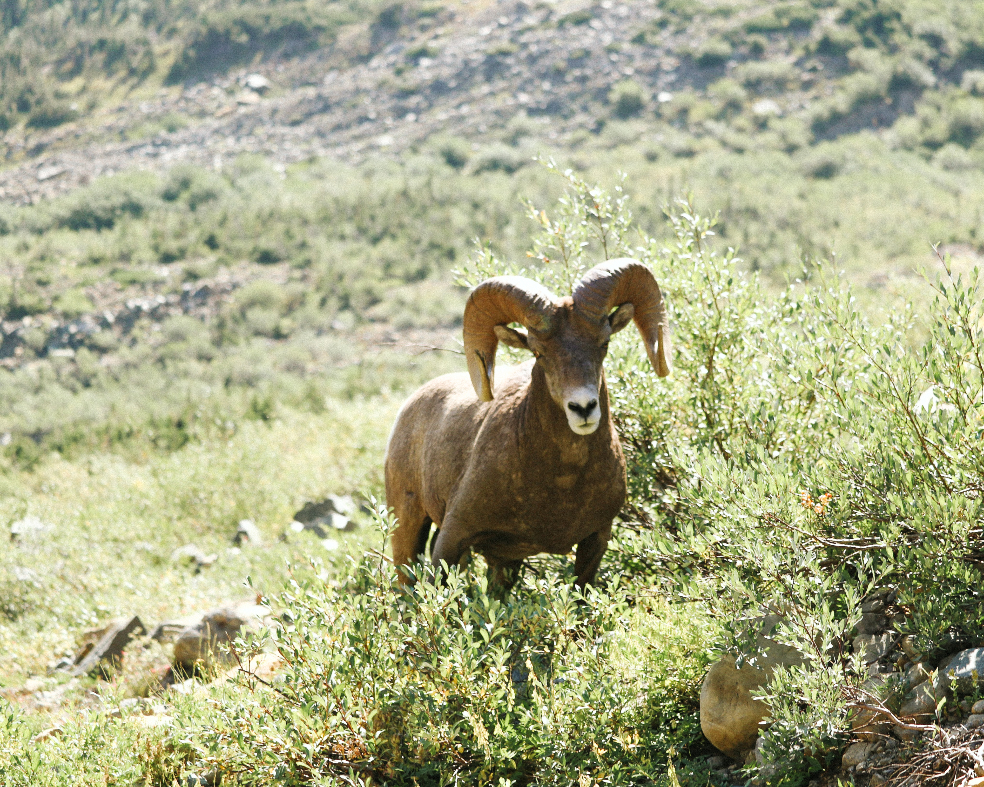 Bighorn sheep