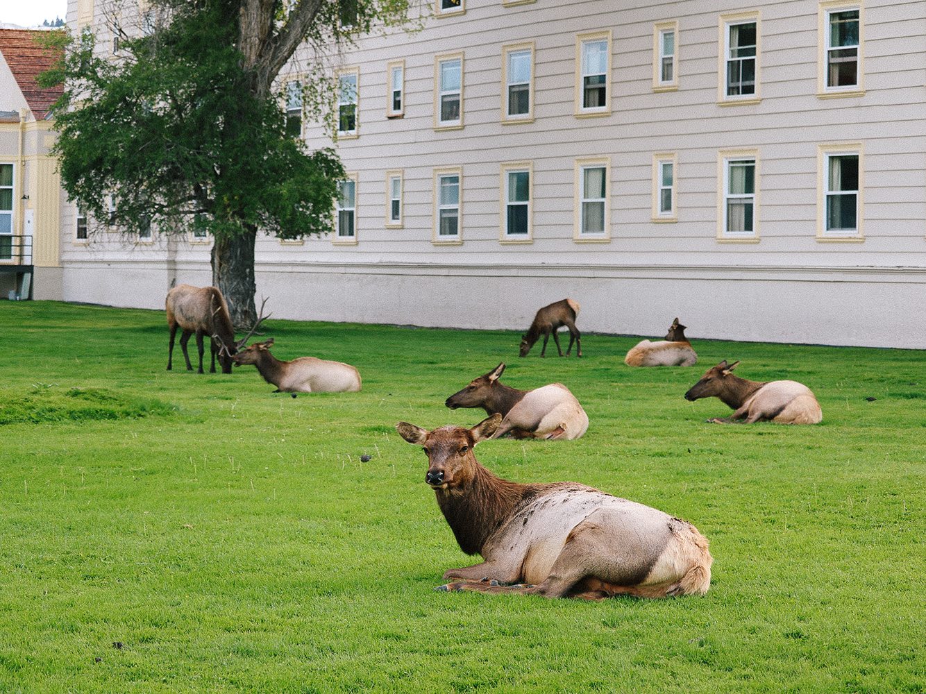 Elk in Mammoth Hot Springs