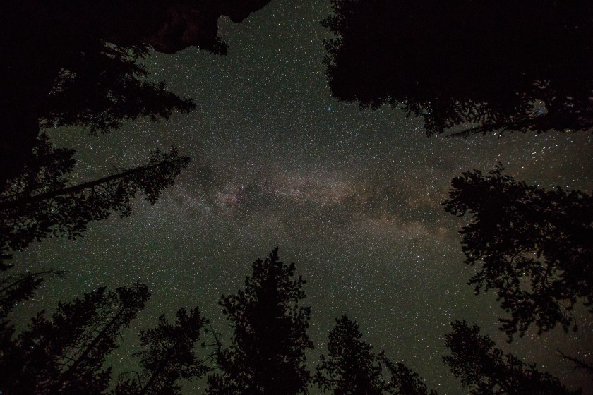 Milky Way and lodgepole pines; photo by Neal Herbert