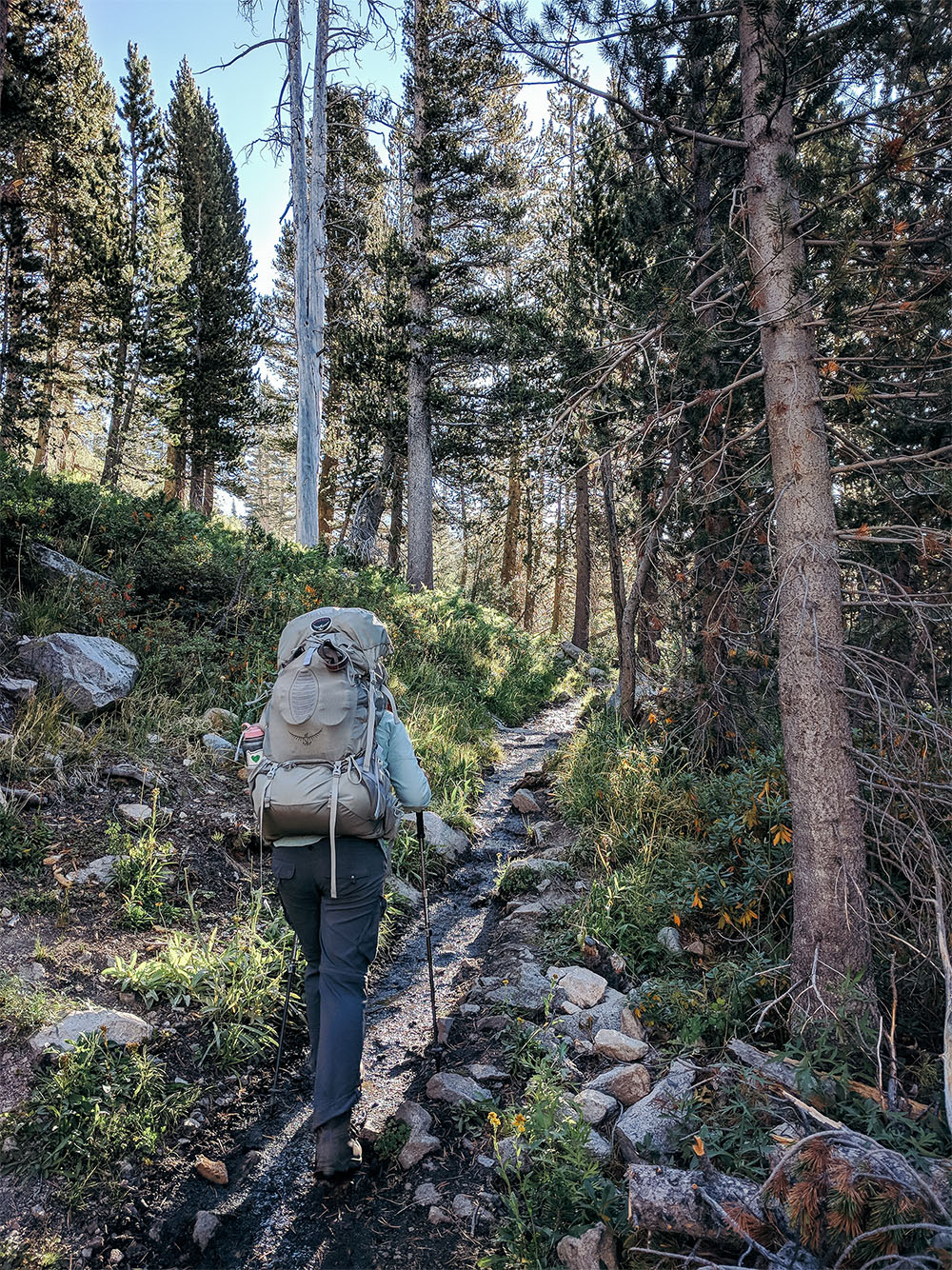 hiking in the forest