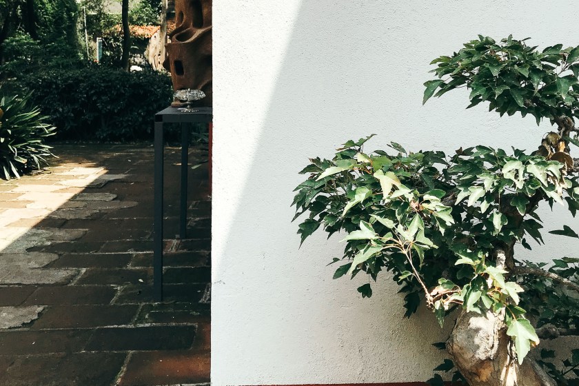 plants in Mexico City