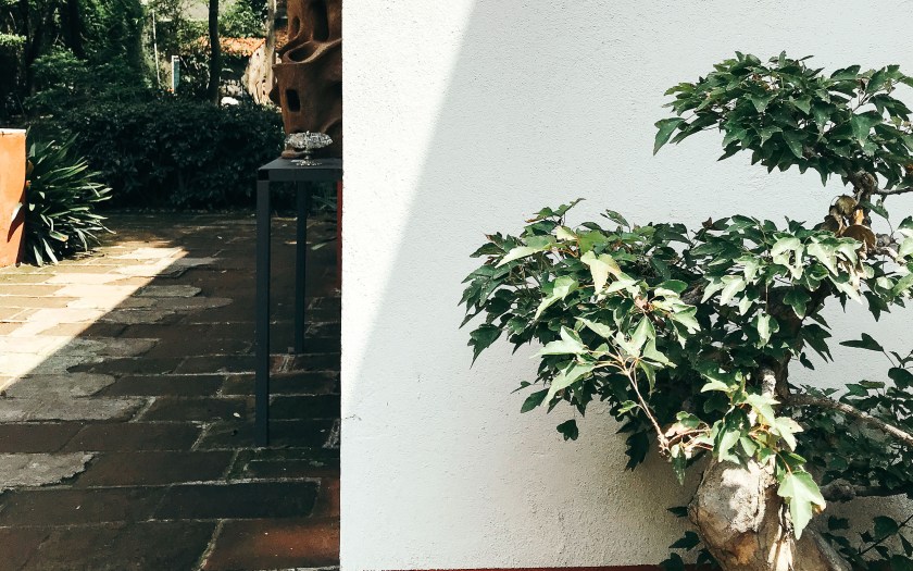 plants in Mexico City