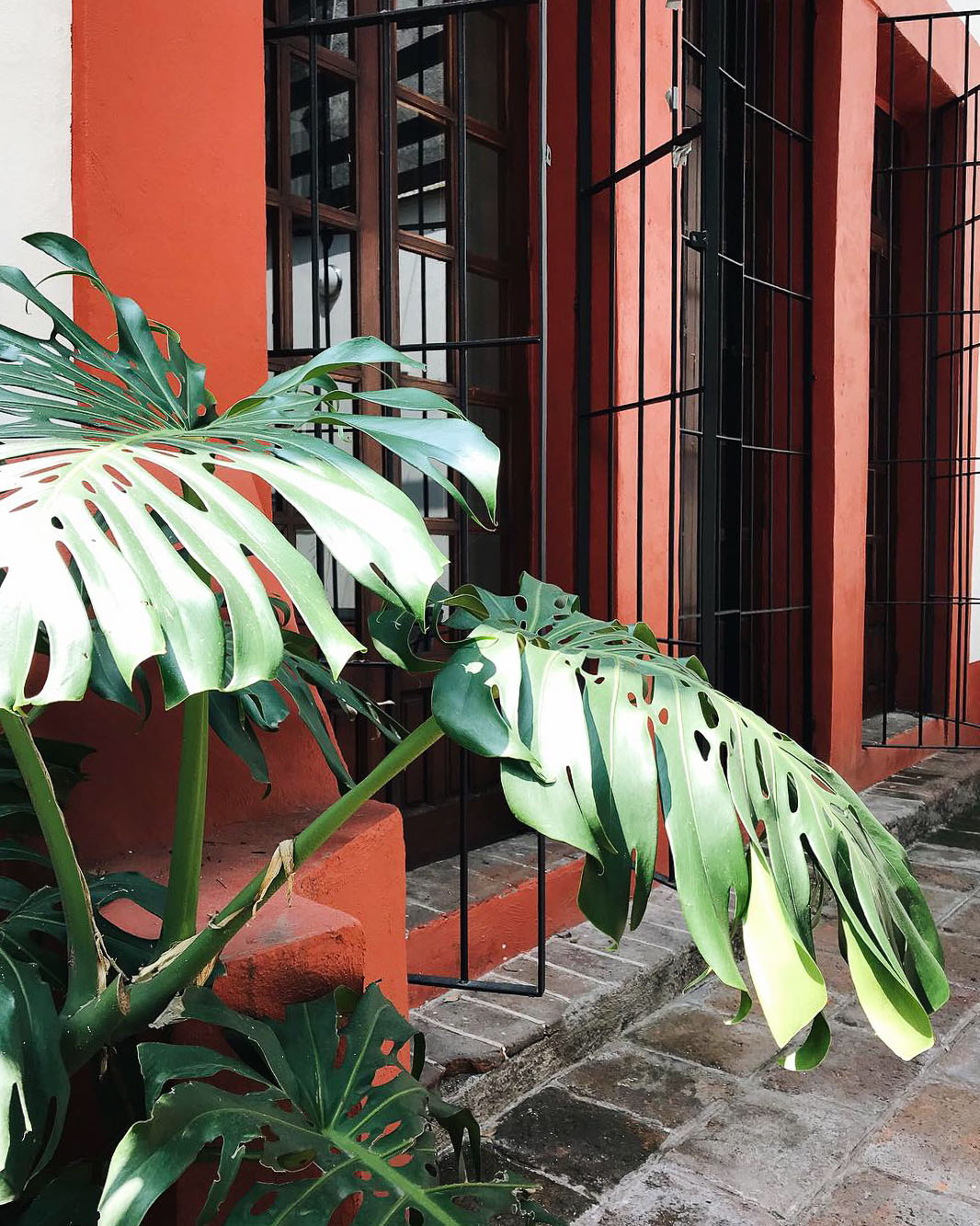 plants in Mexico City