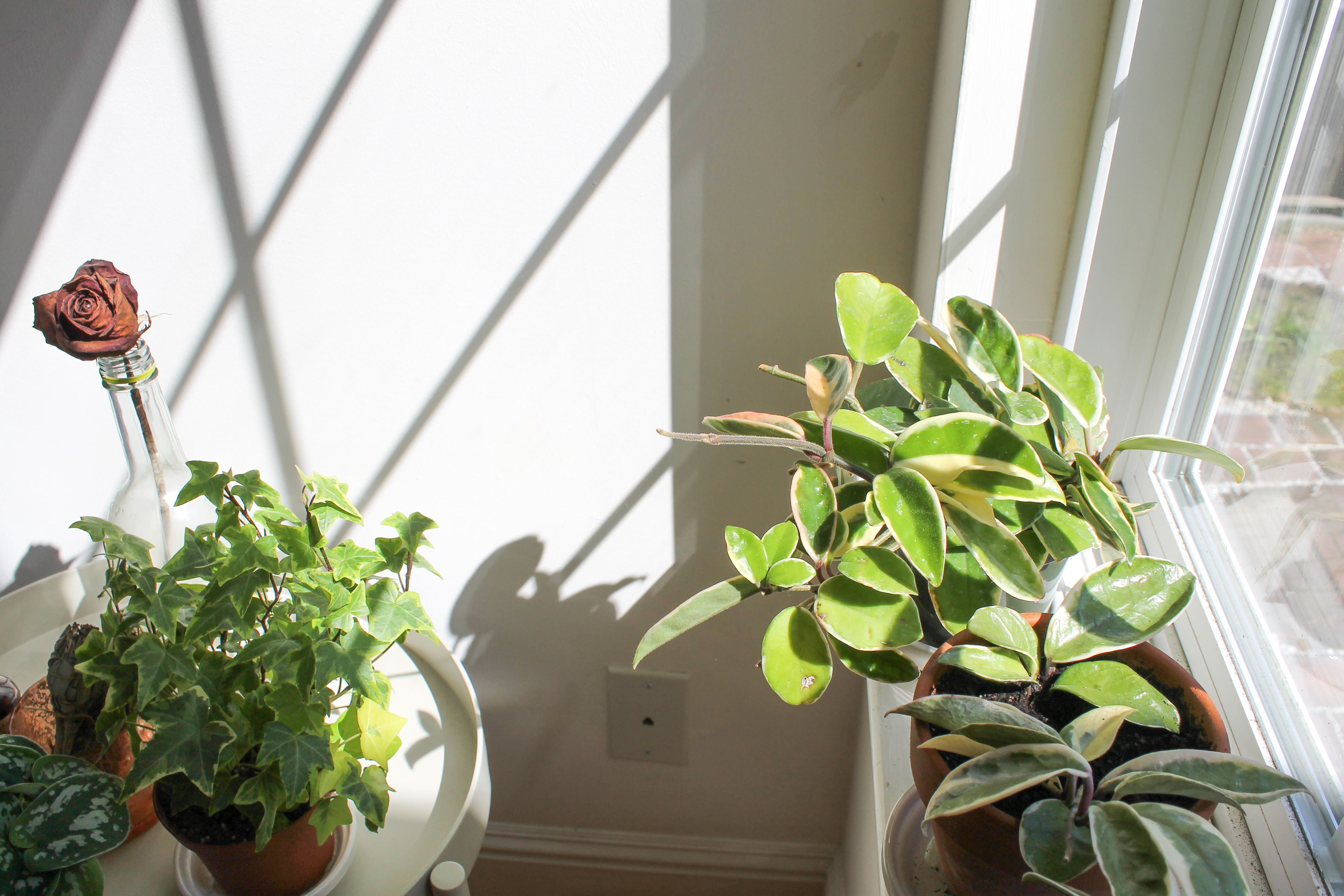 house plants - sustainable living