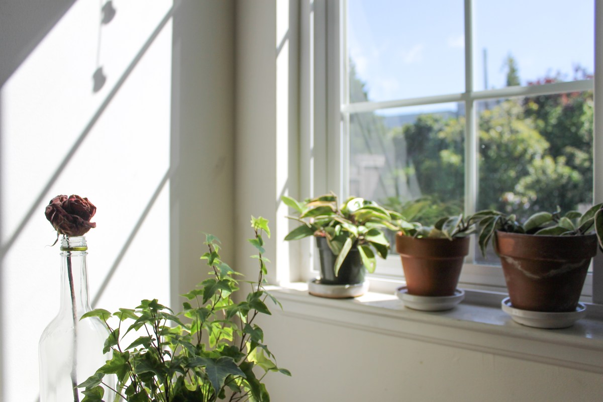 plants by the window - sustainable living