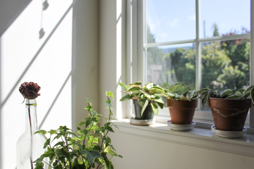 plants by the window - sustainable living
